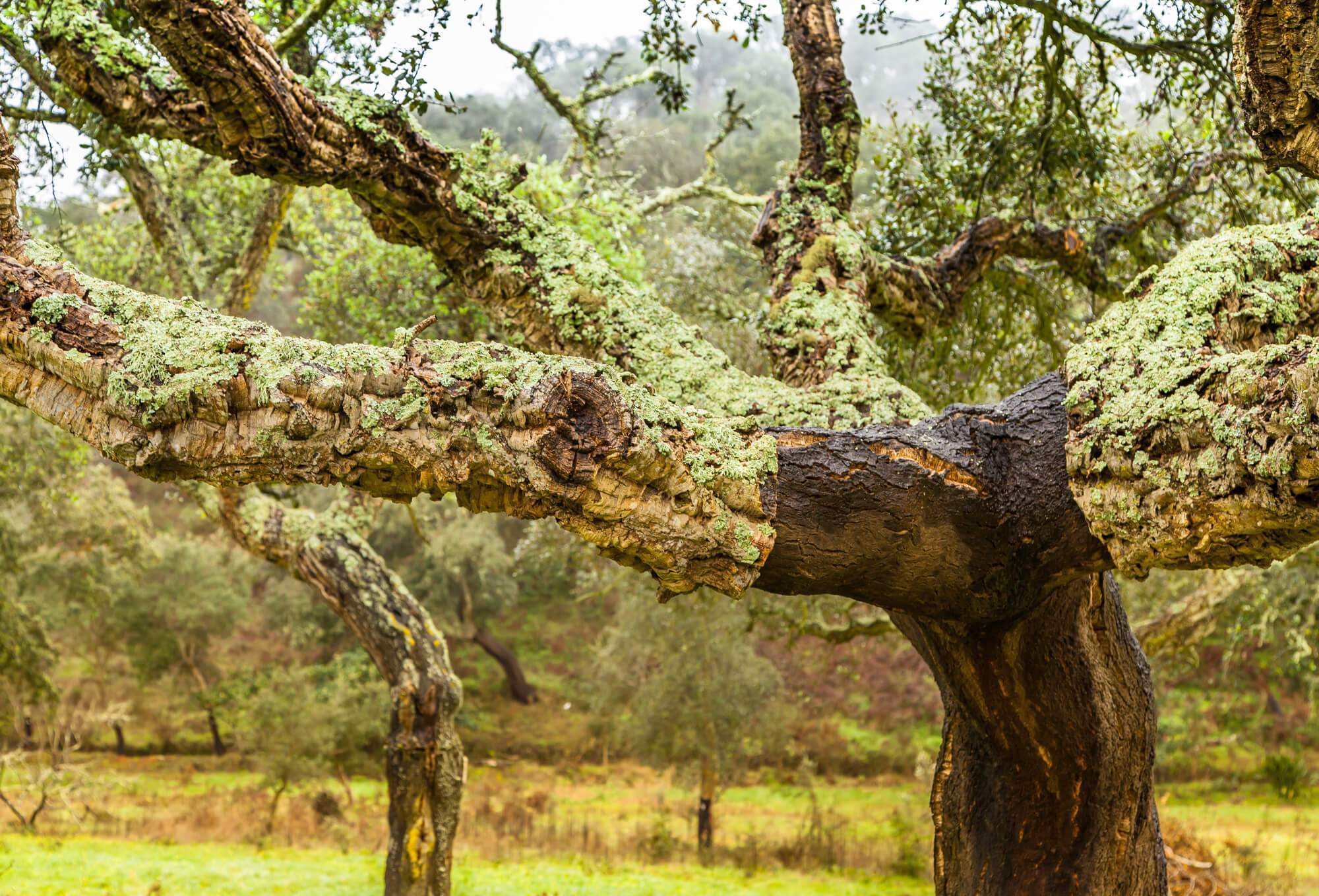 Cork comes from the Cork Oak Tree.