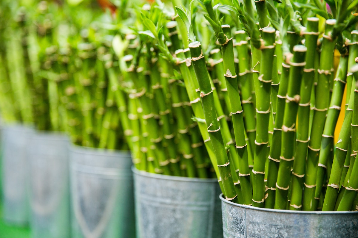 What is Bamboo Plant