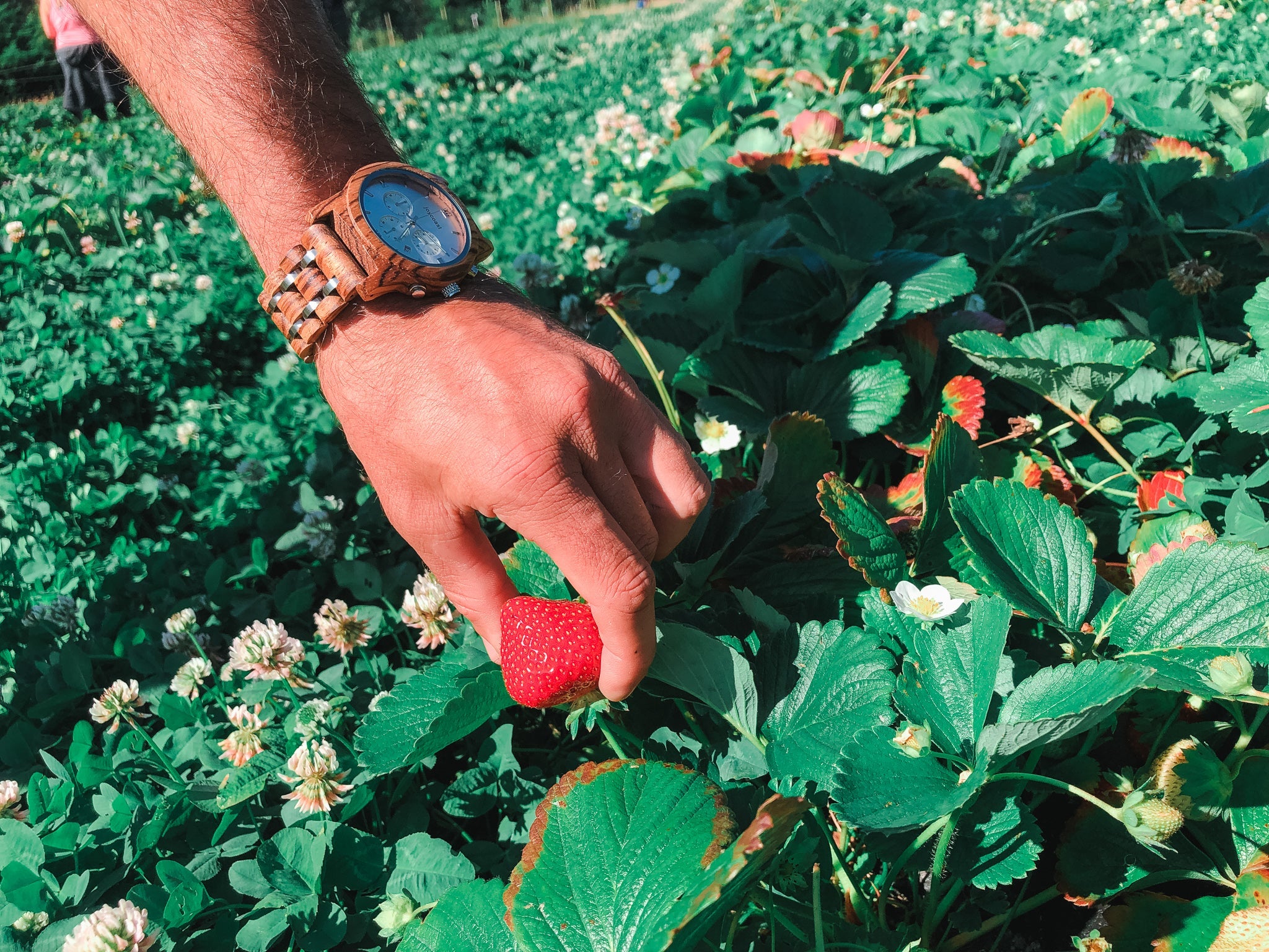 Hand wearing a wooden Joycoast watch picking a ripe strawberry in a green strawberry field