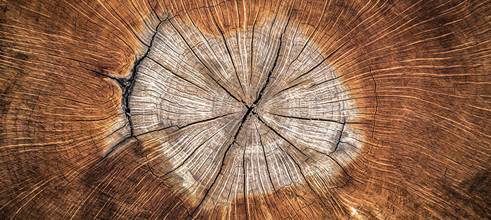 Close-up of wood grain and tree rings on a natural wood cross-section for eco-friendly wooden products