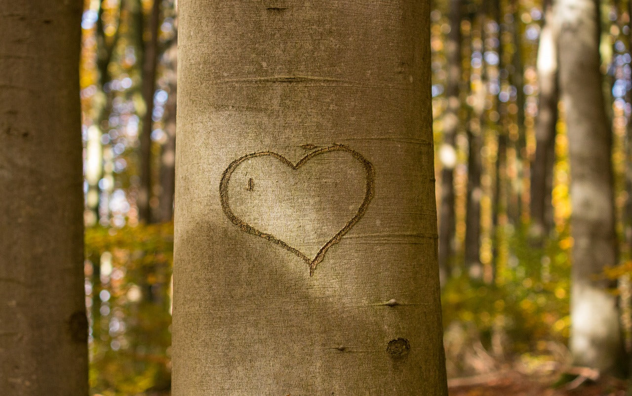 Heart shape carved into the bark of a tree in a sunlit forest, symbolizing love for nature